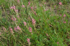 Onobrychis viciifolia