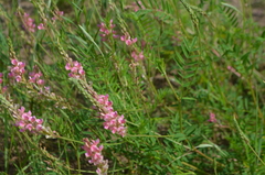 Onobrychis viciifolia