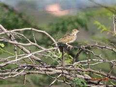 Mirafra erythroptera