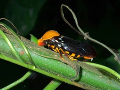 Suracarta tricolor