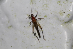 Homoeoxipha lycoides