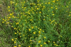 Medicago falcata