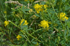 Medicago falcata