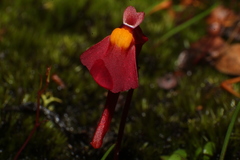 Utricularia menziesii