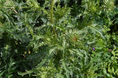 Carduus nutans
