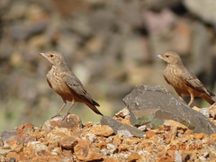 Rufous-Tailed Lark photo 4