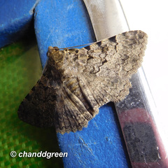 Polydesma boarmoides