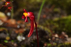 Utricularia menziesii
