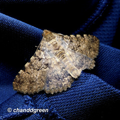 Polydesma boarmoides