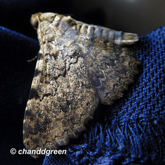 Polydesma boarmoides