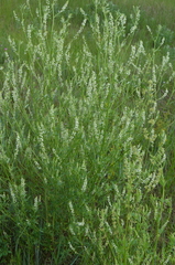 Melilotus albus
