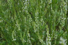 Melilotus albus