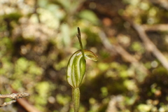 Pterostylis parva