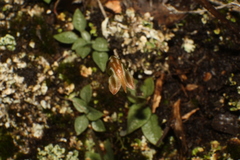 Pterostylis parva