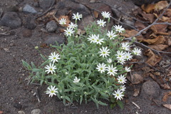 Stellaria eschscholtziana