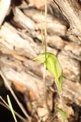 Pterostylis setulosa