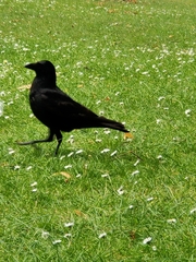 Corvus corone