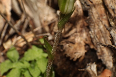 Pterostylis setulosa