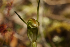 Pterostylis parva