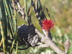 Allocasuarina monilifera