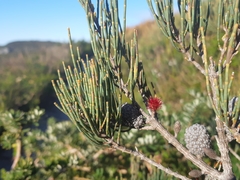 Allocasuarina monilifera