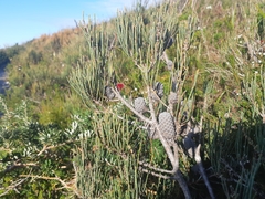 Allocasuarina monilifera