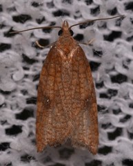 Acleris rhombana