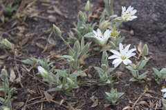 Stellaria eschscholtziana