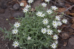 Stellaria eschscholtziana