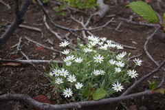 Stellaria eschscholtziana