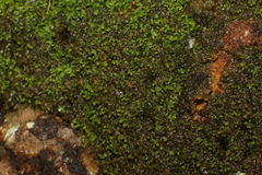 Lepidoziaceae
