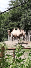 Camelus