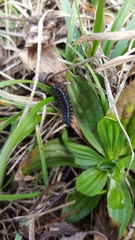 Euphydryas editha taylori
