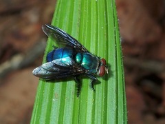Hypopygiopsis
