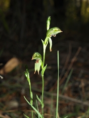 Pterostylis scapula