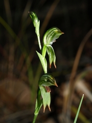 Pterostylis scapula