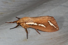 Abantiades latipennis