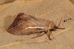 Abantiades latipennis