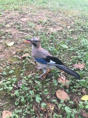 Garrulus glandarius graecus