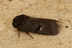 Proteuxoa cinereicollis