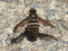 Heteralonia algira