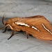 Pindi Moth - Photo (c) dhfischer, some rights reserved (CC BY-NC), uploaded by dhfischer