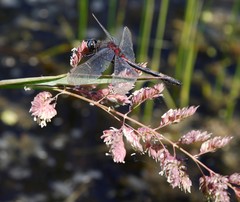 Leucorrhinia intermedia