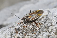 Horistus orientalis
