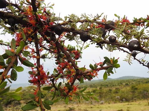 whistling thorn