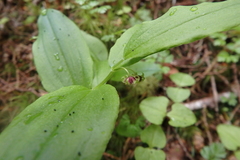 Streptopus streptopoides