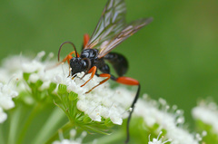 Phaenolobus terebrator