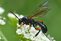 Phaenolobus terebrator