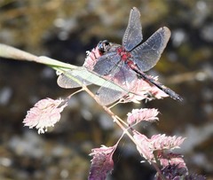 Leucorrhinia intermedia