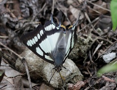 Polyura narcaea